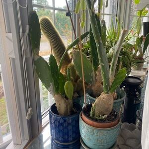 Green Cactus Pear Pad from Sicily $10 each 2x left!